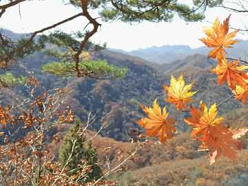 在哪能购买打胎药打胎药图片私人（打胎药图片多少钱一盒）